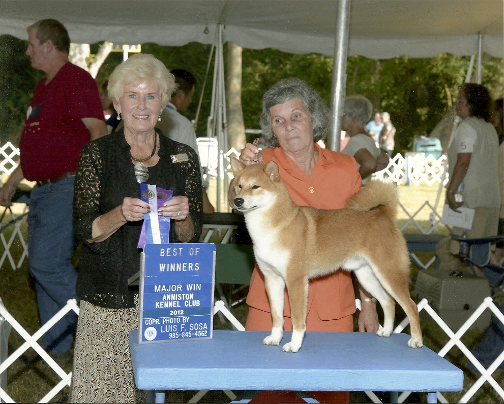 Shiba Inu Puppies For Sale Shiba Inu Puppies For Sale