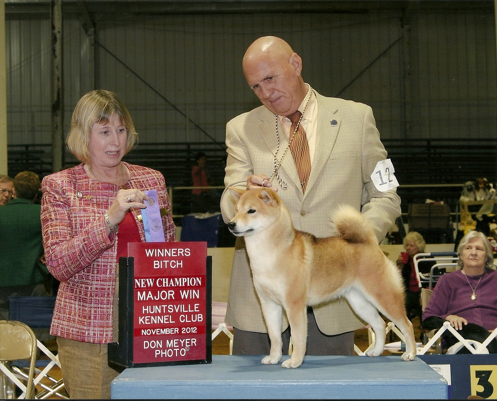 Shiba Inu Puppies Shiba Inu Puppies