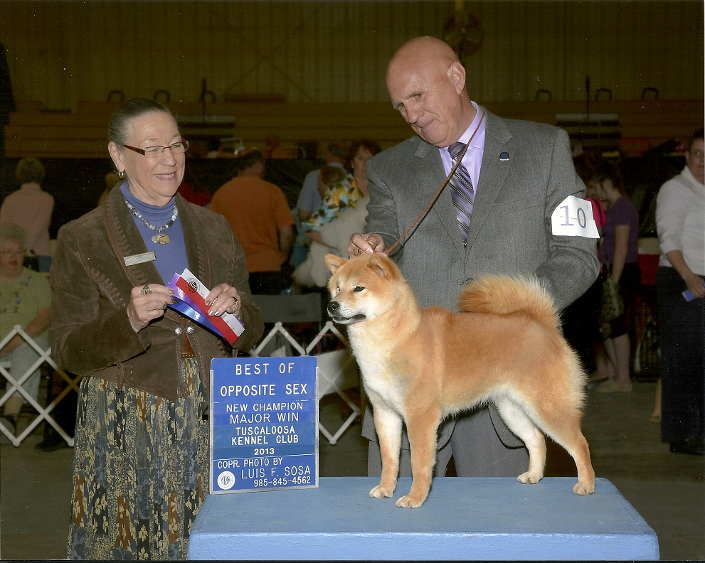 Shiba Inu Puppies Shiba Inu Puppies